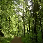 Waldesblick