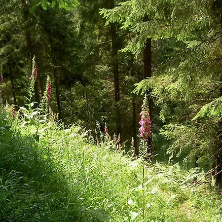 בית הארחה Waldesblick פרידריכרודה